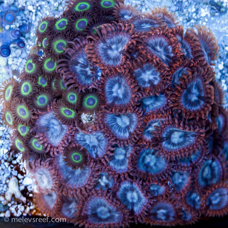 Name:  zoa-mix.jpg
Views: 651
Size:  165.9 KB