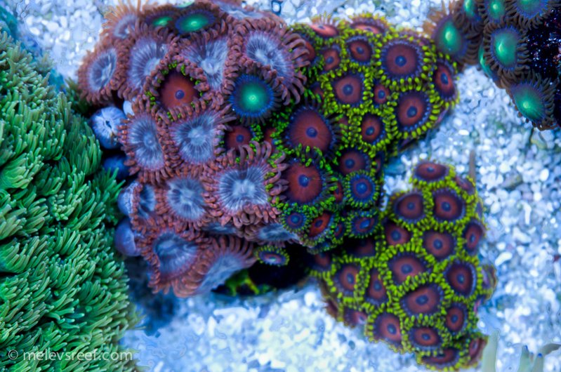 Name:  zoas-patch.jpg
Views: 824
Size:  124.8 KB