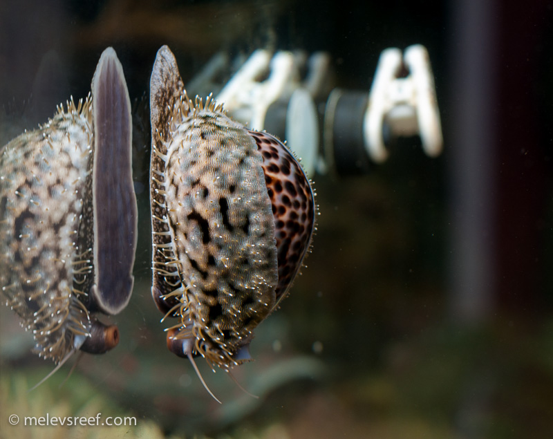 Name:  tiger-cowrie-on-glass-ra-3.jpg
Views: 577
Size:  220.5 KB