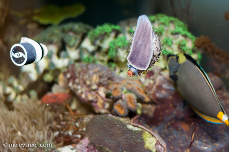 Name:  tiger-cowrie-on-glass-ra.jpg
Views: 632
Size:  184.2 KB