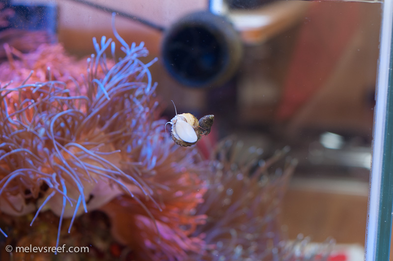 Name:  hermit-on-snail-2.jpg
Views: 403
Size:  158.2 KB