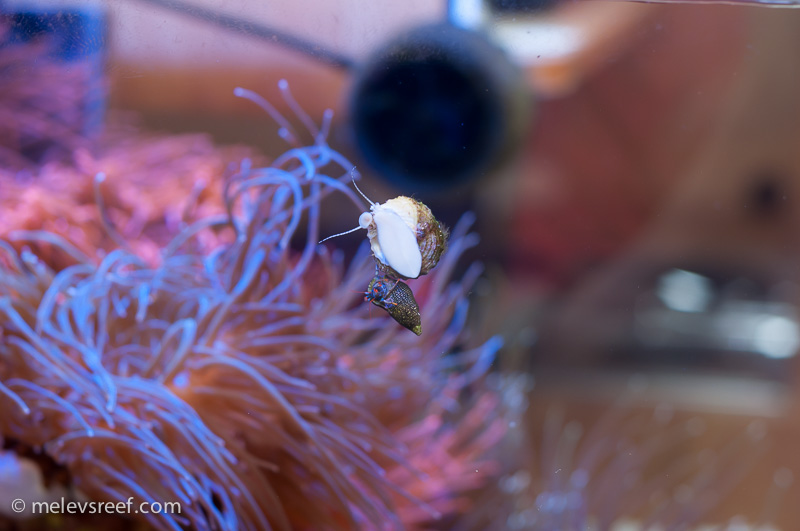Name:  hermit-on-snail-3.jpg
Views: 362
Size:  144.3 KB