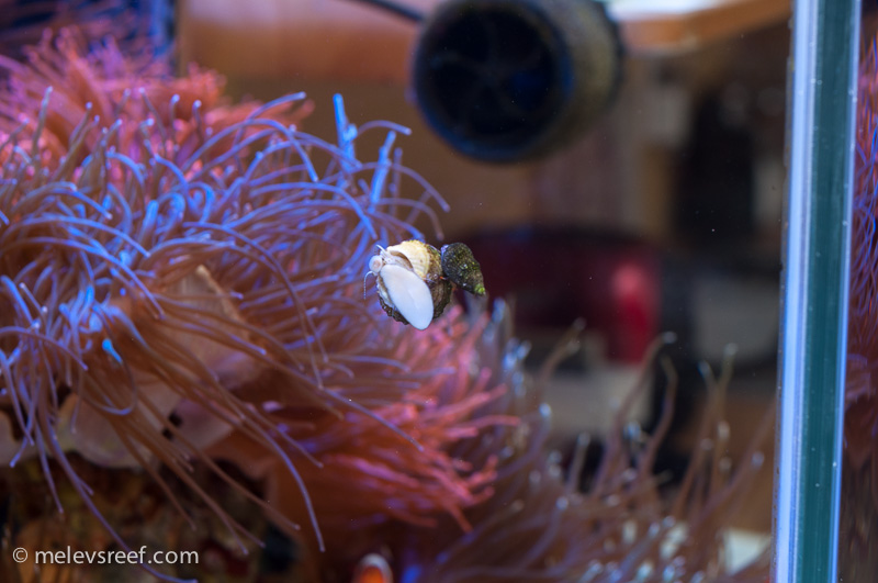 Name:  hermit-on-snail.jpg
Views: 366
Size:  170.7 KB