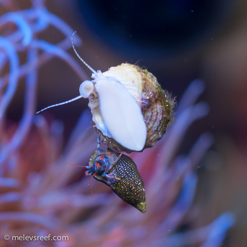 Name:  hermit-on-snail-4.jpg
Views: 1826
Size:  208.5 KB