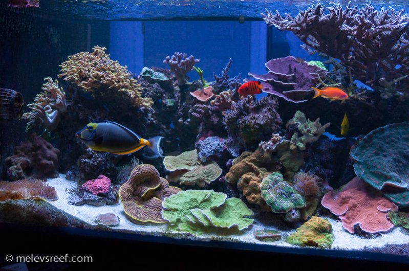 Name:  reef-left-end.jpg
Views: 9082
Size:  104.7 KB