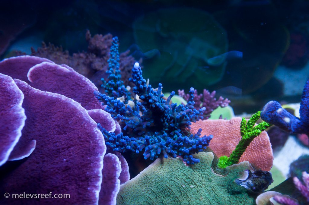 Name:  td-blue-tort.jpg
Views: 389
Size:  127.4 KB