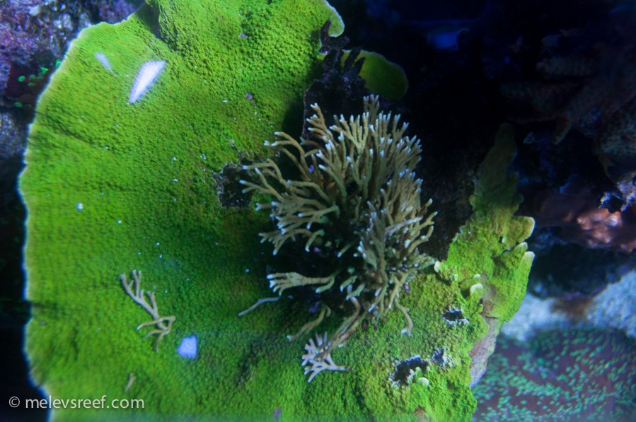 Name:  green-monti-anacropora.jpg
Views: 374
Size:  119.4 KB