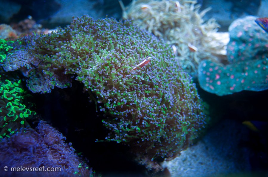 Name:  frogspawn-colony.jpg
Views: 343
Size:  115.7 KB