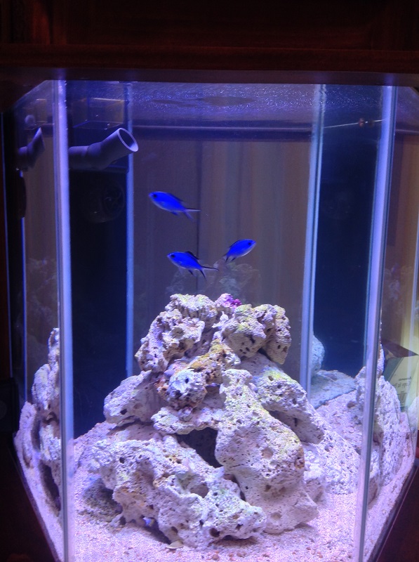 Name:  New Additions to Tank.jpg
Views: 183
Size:  168.5 KB