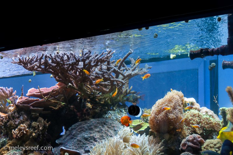 Name:  6-anthias-sml.jpg
Views: 472
Size:  102.9 KB