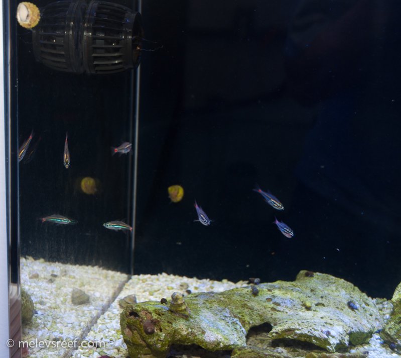Name:  red-spot-cardinalfishs.jpg
Views: 1356
Size:  69.0 KB