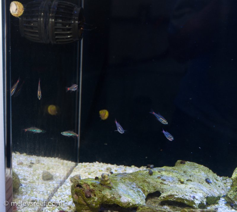 Name:  red-spot-cardinalfishs.jpg
Views: 2007
Size:  69.0 KB
