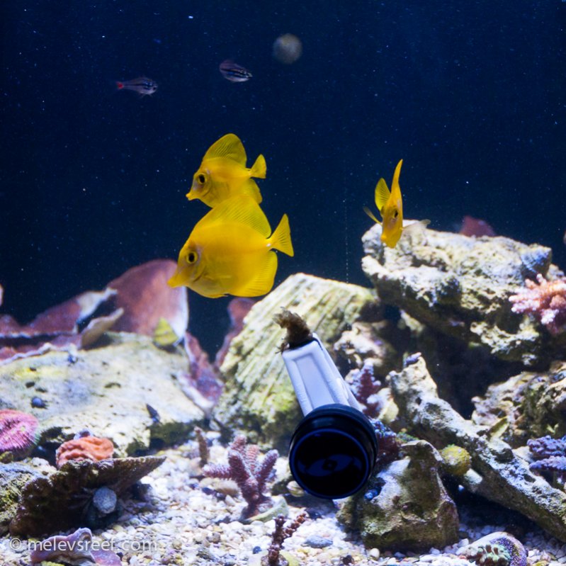 Name:  cb-yellow-tangs.jpg
Views: 1156
Size:  122.1 KB