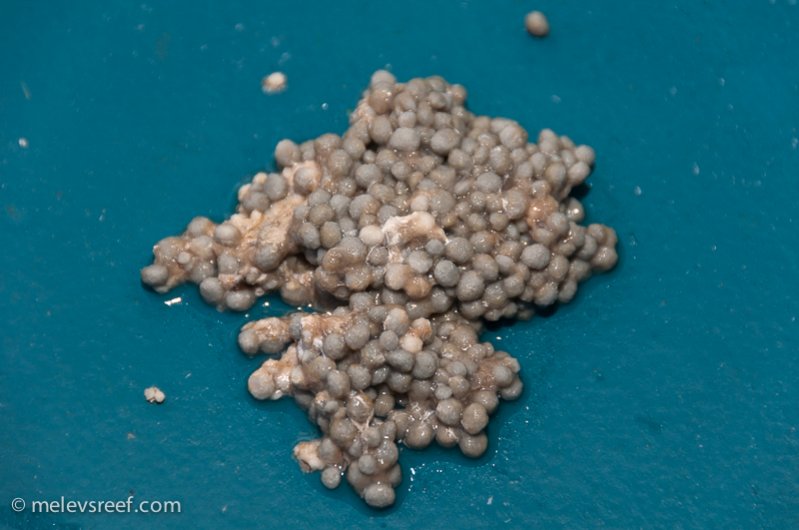 Name:  ruined-biopellets.jpg
Views: 635
Size:  60.3 KB