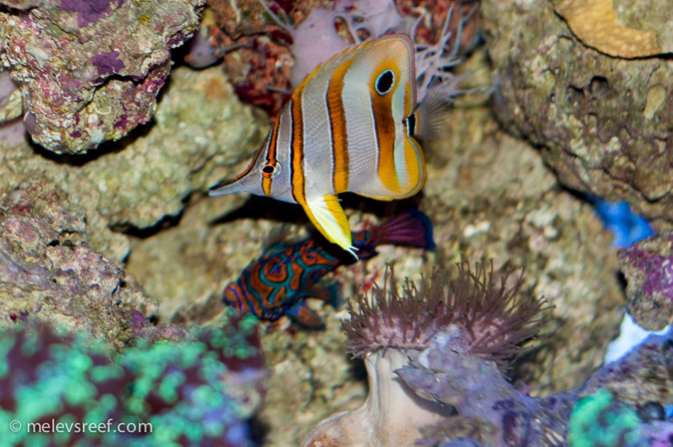 Name:  cbb-mandarin-814.jpg
Views: 4391
Size:  133.8 KB