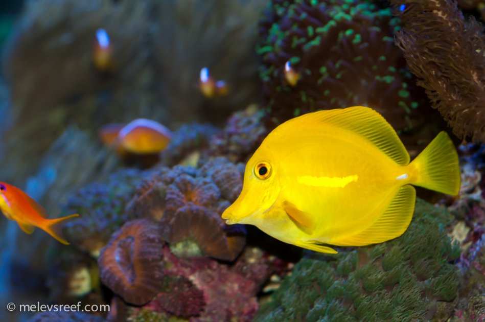 Name:  yellow-tang-frick-814.jpg
Views: 1602
Size:  78.6 KB