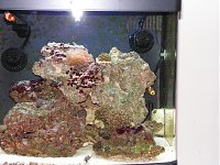 Click image for larger version

Name:	PICT1578.jpg
Views:	298
Size:	196.0 KB
ID:	1286
