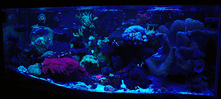 Name:  280g_actinics_only.jpg
Views: 278
Size:  77.1 KB