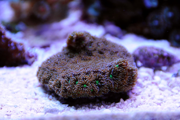 Name:  leptastrea_0418.jpg
Views: 2280
Size:  74.4 KB