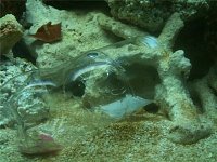 Click image for larger version

Name:	bottletrap.jpg
Views:	2233
Size:	48.1 KB
ID:	1531