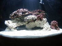 Click image for larger version

Name:	54 tank 3.jpg
Views:	942
Size:	118.9 KB
ID:	1595