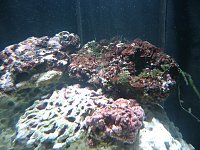 Click image for larger version

Name:	54 tank 2.jpg
Views:	947
Size:	179.5 KB
ID:	1597