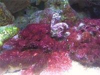 Click image for larger version

Name:	redalgae.jpg
Views:	218
Size:	45.6 KB
ID:	1825