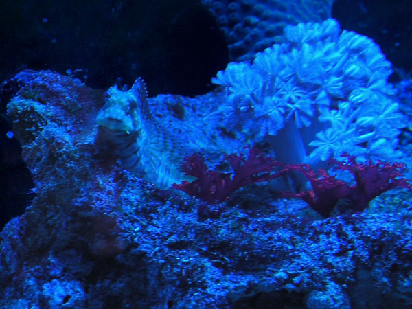 Name:  willardperch.jpg
Views: 2787
Size:  107.0 KB
