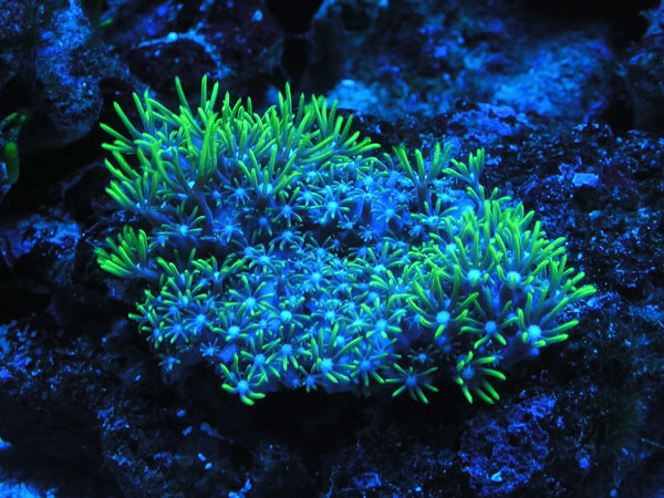 Name:  actinicgsp.jpg
Views: 468
Size:  131.4 KB