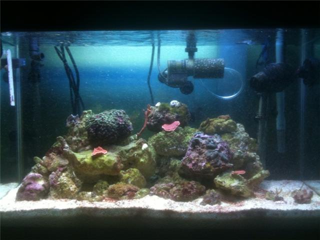 Name:  noalgae.jpg
Views: 1194
Size:  40.0 KB