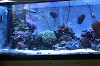 Click image for larger version

Name:	full tank left resized.JPG
Views:	2162
Size:	104.9 KB
ID:	2421
