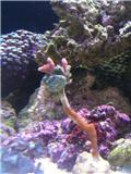 Name:  crab.jpg
Views: 1721
Size:  6.5 KB