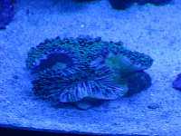 Click image for larger version

Name:	frogspawn 005.jpg
Views:	3558
Size:	143.7 KB
ID:	2454