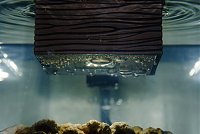 Click image for larger version

Name:	55GallonFluvalChiAquarium000-17.jpg
Views:	1448
Size:	193.5 KB
ID:	2603