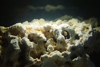 Click image for larger version

Name:	55GallonFluvalChiAquarium000-18.jpg
Views:	1481
Size:	217.3 KB
ID:	2604