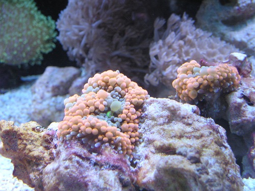 Name:  P1010020.JPG
Views: 772
Size:  97.9 KB