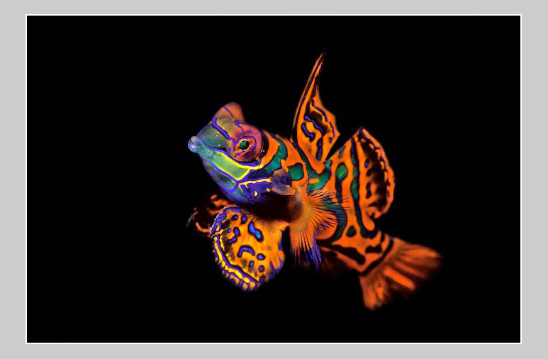 Name:  mandarin1.jpg
Views: 3554
Size:  77.3 KB