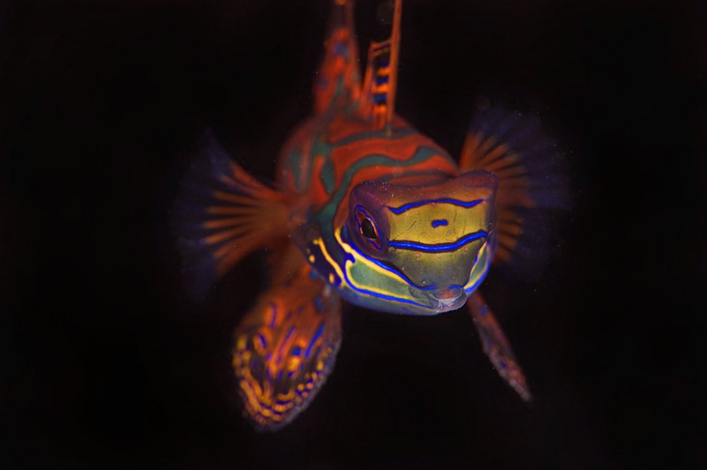 Name:  Mandarin2.jpg
Views: 1604
Size:  43.4 KB
