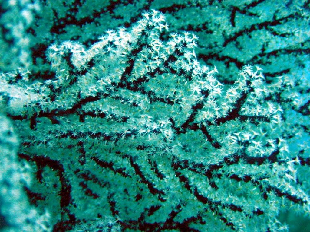 Name:  black coral.jpg
Views: 3752
Size:  223.9 KB