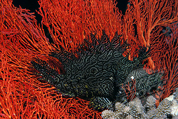 Name:  scorpionfish.jpg
Views: 2129
Size:  172.6 KB