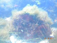 Click image for larger version

Name:	DSCN3964.jpg
Views:	1363
Size:	133.5 KB
ID:	4162