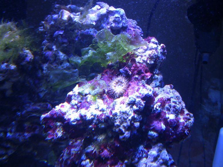 Name:  nem 2-20-11 2.jpg
Views: 235
Size:  75.0 KB