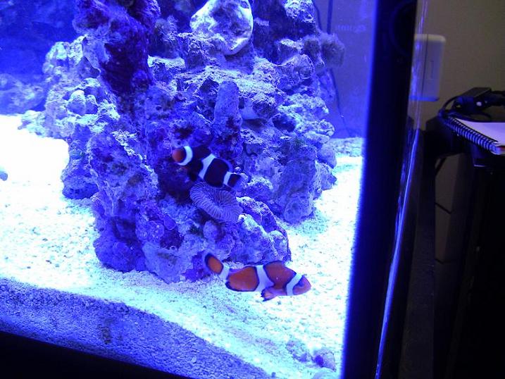 Name:  Storm-Calypso 3-5-11.jpg
Views: 1006
Size:  97.0 KB