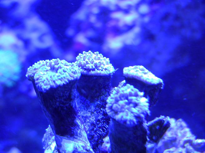 Name:  hiding frogspawn 3-5-11.jpg
Views: 240
Size:  60.5 KB
