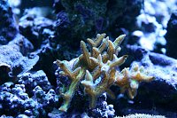 Click image for larger version

Name:	IMG_2964.jpg
Views:	1227
Size:	137.9 KB
ID:	4489