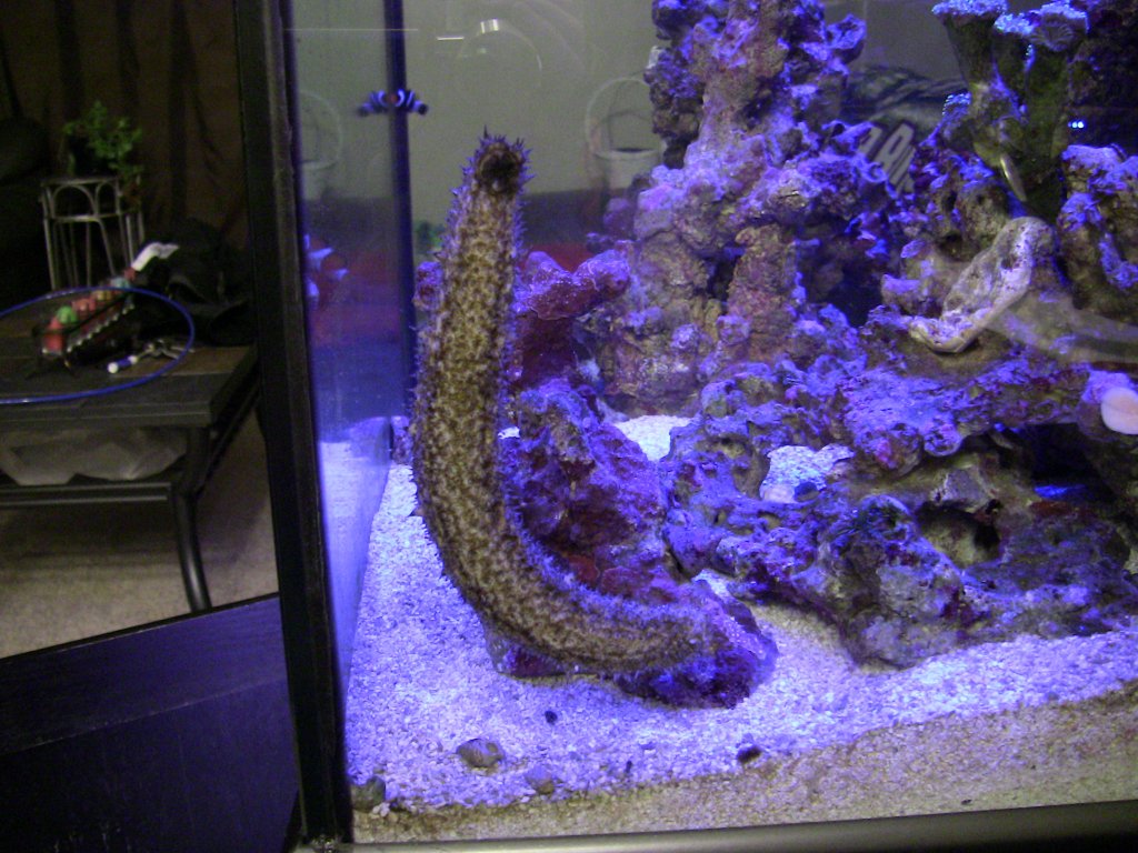 Name:  Sea Cuc 955.jpg
Views: 266
Size:  172.8 KB