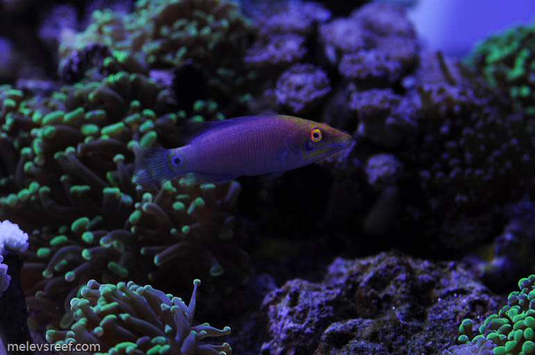 Name:  dusk_mystery_wrasse-1.jpg
Views: 574
Size:  100.3 KB