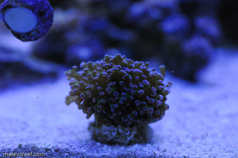 Name:  dusk_shots-2.jpg
Views: 571
Size:  86.9 KB