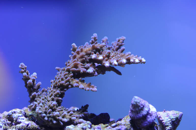 Name:  tort-1.jpg
Views: 1772
Size:  87.9 KB