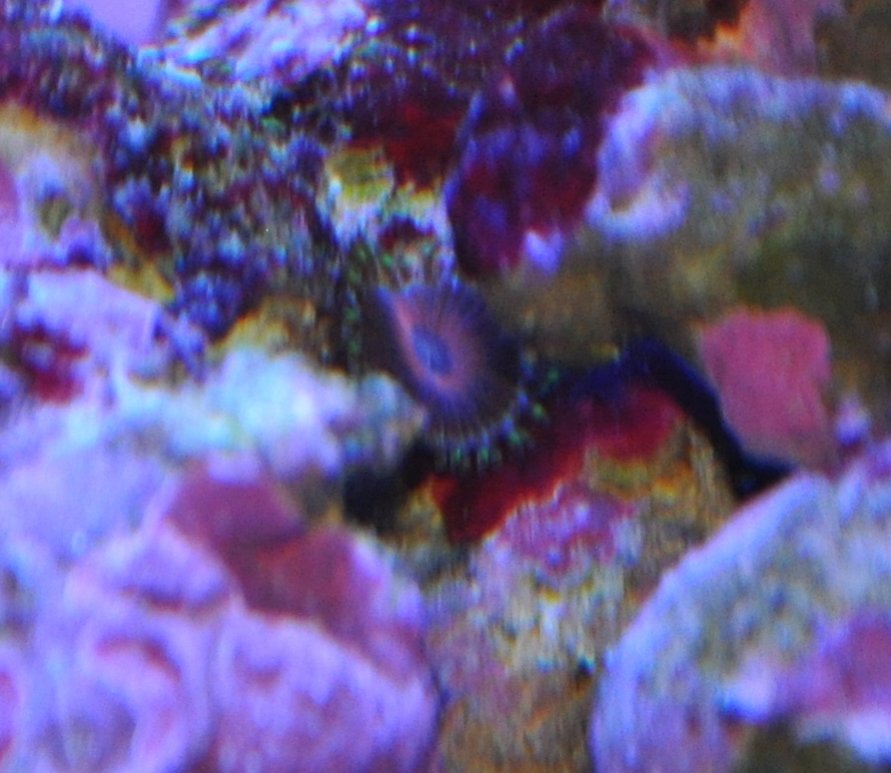 Name:  Hitchhiker Crop 4-24-11.jpg
Views: 2823
Size:  100.9 KB